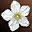 flower_white.jpg